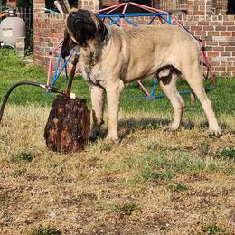 Australian Shepherd and Mastiff Puppies from Aussome Pups at Alexander Farm
