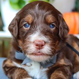 October - Phantom male Bernedoodle puppy in Salado, Texas from Red Ranch Dogs