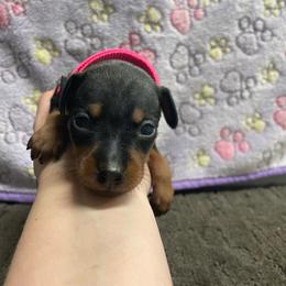 Petunia - Black and tan female Miniature Pinscher puppy in Lancaster, Missouri from White Stone Ranch