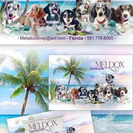Dachshund Puppies from Meldox