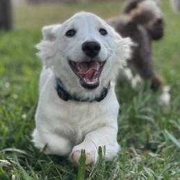 Dachshund and French Bulldog Puppies from Country Bumpkins