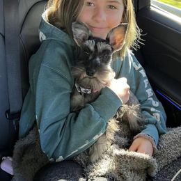 Miniature Schnauzers from Serenity Schnauzers