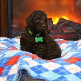 Poodle Puppies from RK'S Pets