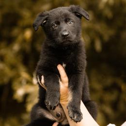 Crow - Bi-color male German Shepherd puppy in Salem, Ohio from von den Kilöff Working German Shepherds