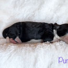 Girl 4 - Black and white Bernedoodle puppy in Shell Lake, Wisconsin from KC Acres