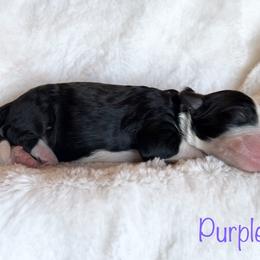 Girl 4 - Black and white Bernedoodle puppy in Shell Lake, Wisconsin from KC Acres
