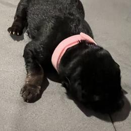 Girl -1 pink - Black and red female German Shepherd puppy in Sharon Grove, Kentucky from Julie’s Shepherds