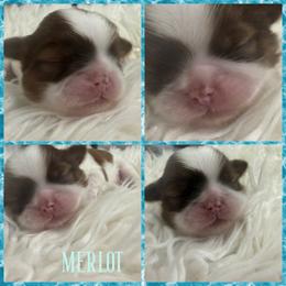 Merlot - Red and white male Shih Tzu puppy in Coolidge, Arizona from Shih Tzu’s  ‘N’ Love
