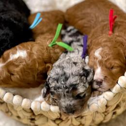 Assorted Doodle Crosses, Bernedoodles, and Goldendoodles from T.M. Poodles & Doodles