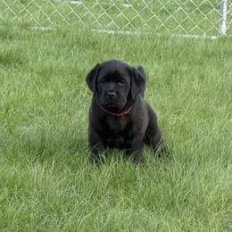 Labrador Retriever Puppies from Maynard’s Labs