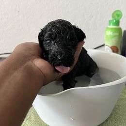 Poodle Puppies from Tyler Family Poodles