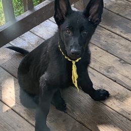 German Shepherd Puppies from Mcintire German Shepherds