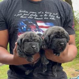 Cane Corso puppies from Exotic Empire Kennels LLC