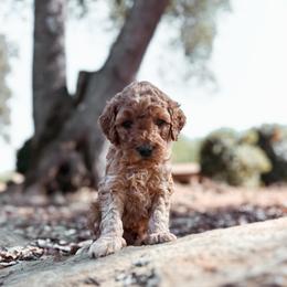 Stone - Apricot male Goldendoodle puppy in Shingle Springs, California from Kindred Oak Goldendoodles