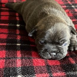 Boston Terrier and French Bulldog Puppies from High Plains Bullies