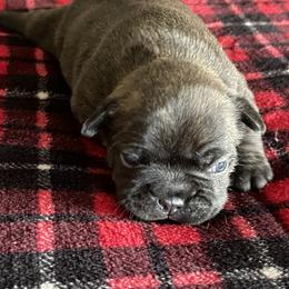 Boston Terrier and French Bulldog Puppies from High Plains Bullies