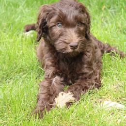 Eros - Chocolate male Labradoodle puppy in Grants Pass, Oregon from Oregon Valley Pups