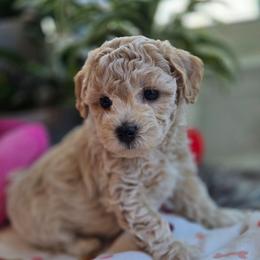 Brown Collar- Puppuccino - Cream male Assorted Doodle Crosses puppy in Upland, California from IDREAMOFPUPPIES