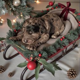 Girl 1 - Merle female Goldendoodle puppy in Sterling, Connecticut from Justine’s Retrievers and Doodles