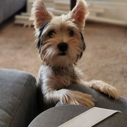 Jai - Yorkshire Terrier
