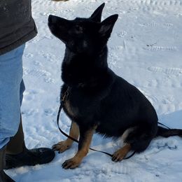 Imma - German Shepherd