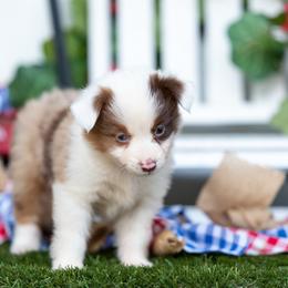 Rune - Red merle female Miniature American Shepherd puppy in Granbury, Texas from Best Little Aussies