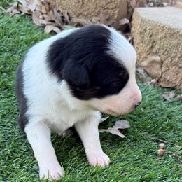 Lilly - Black tri-color female Australian Shepherd puppy in Mount Vernon, Texas from RJ's Aussie Posse