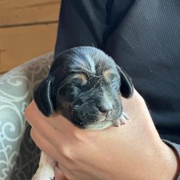 Female 4 - Black brown and white female Basset Hound puppy in Lindley, New York from Hill Top Basset Hounds & Cane Corso