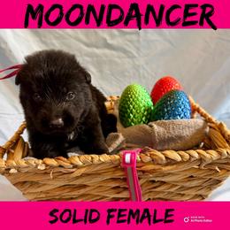 Moondancer - Black female German Shepherd puppy in Lewisburg, Kentucky from RED’s German Shepherds