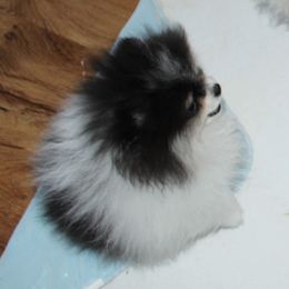 Paris - Pomeranian