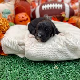 Cole - Black male Sheepadoodle puppy in Willacoochee, Georgia from Kitandkboodle's Doodles