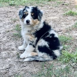 "Emmylou- 2 months old" Miniature Australian Shepherd Puppies from Integrity Aussies Tx