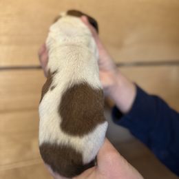 Female 5 - Mahogany and white female Basset Hound puppy in Lindley, New York from Hill Top Basset Hounds & Cane Corso