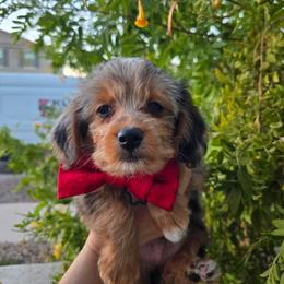 Max - Blue merle male Assorted Doodle Crosses puppy in Maricopa, Arizona from Pretty Poo