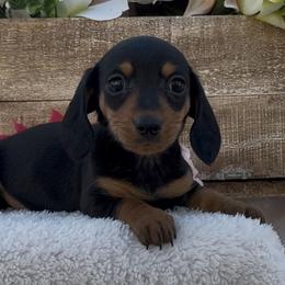 Abby - Black and tan female Dachshund puppy in Desloge, Missouri from Snows Doxies