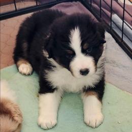 Levi - Black tri-color male Australian Shepherd puppy in Athens, Tennessee from Mimi's Aussie