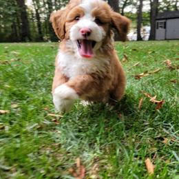 Bernedoodle Puppies from Beartown Doodles