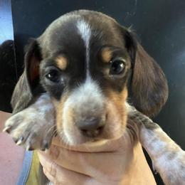 Fortune - Piebald male Dachshund puppy in Bigfork, Minnesota from Dachshunds Up North