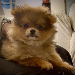 Girl 2 - female Companion Cross puppy in Milan, Indiana from Heartland Pomeranians and Chihuahuas