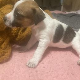 Duke Luxe - White and tan male Russell Terrier puppy in Missouri from Royal Russells Ranch