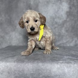 Marina's Yellow Female - Apricot female Goldendoodle puppy in Piedmont, South Carolina from The Farm at Saluda Ridge
