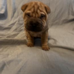 Fawn sable girl - Fawn sable female Chinese Shar-Pei puppy in Basehor, Kansas from Good Fortune Shar Pei
