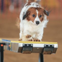 Nederlandse Kooikerhondje All Grown Up from Noble Pines Kooikerhondjes
