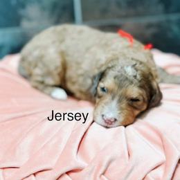 Jersey - Sable female Bernedoodle puppy in Pasco, Washington from Camp Doodle Woods