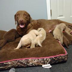 Chesapeake Bay Retriever Puppies from GemiLamb Gun Dogs
