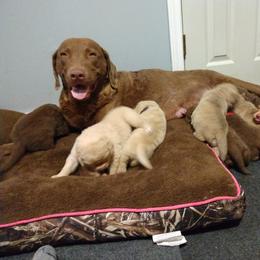 Chesapeake Bay Retriever Puppies from GemiLamb Gun Dogs