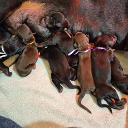 Doberman Pinscher Puppies from Stand Alone European Dobermans
