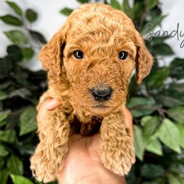 Goldendoodle and Poodle Puppies from The Henry Doodles