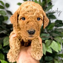 Goldendoodle and Poodle Puppies from The Henry Doodles
