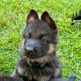 Boy 1 - male German Shepherd puppy in Paso Robles, California from Central Coast German Shepherds
